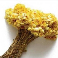 MÇY Altın Otu (Ceterach officinarum )