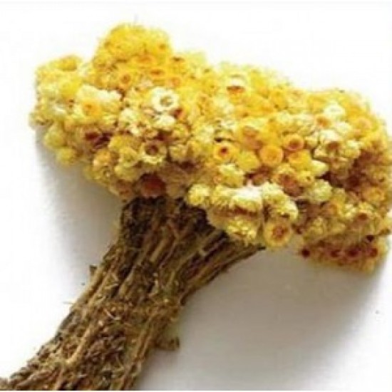 MÇY Altın Otu (Ceterach officinarum ) MÇY Altın Otu (Ceterach officinarum )