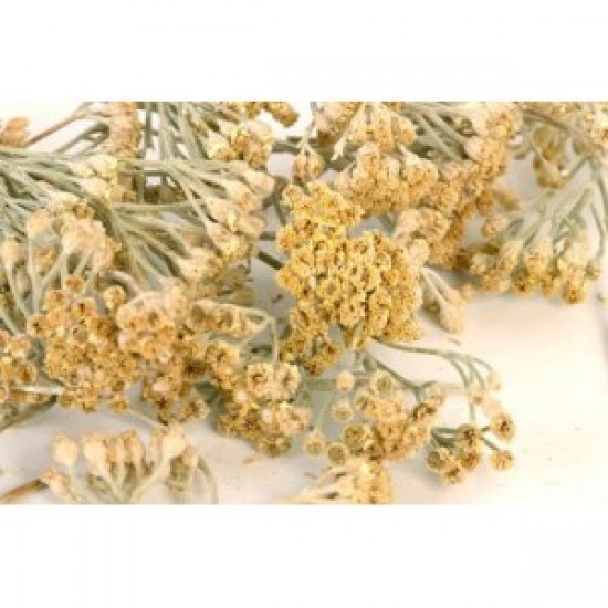 MÇY Civan Perçemi (Achillea millefolium)
