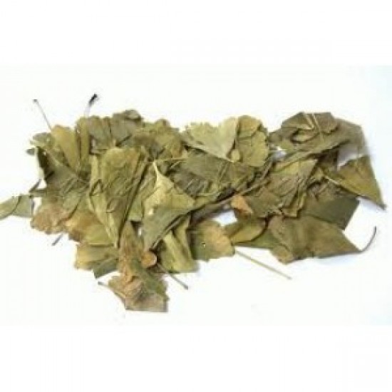 MÇY Ginkgo Biloba Yaprağı MÇY Ginkgo Biloba Yaprağı