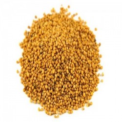 MÇY Hardal Tohumu (Sarı)