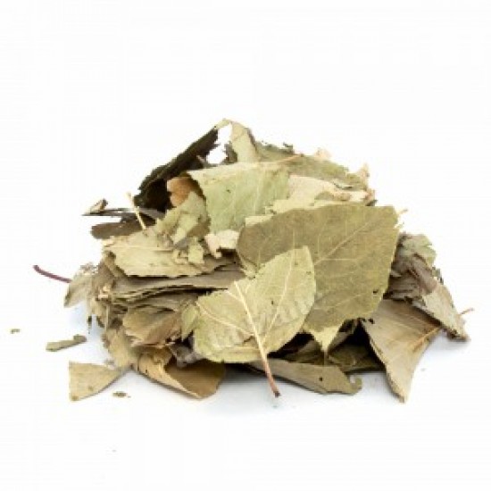 MÇY Ayva yaprağı (Cydonia vulgaris)