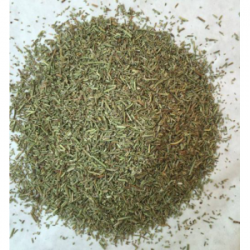 MÇY Biberiye (Rosmarinus officinalis)