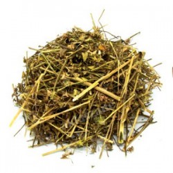 MÇY Çoban ÇantasıI (Capsella bursa pastoris)