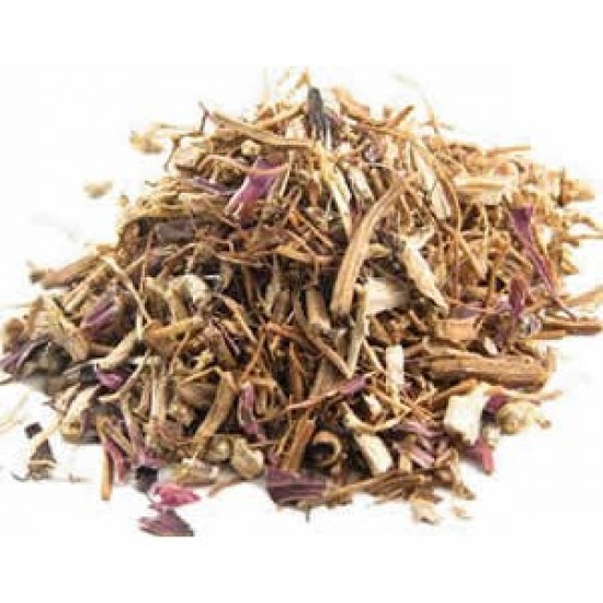MÇY Ekinezya (Echinacea sp.)