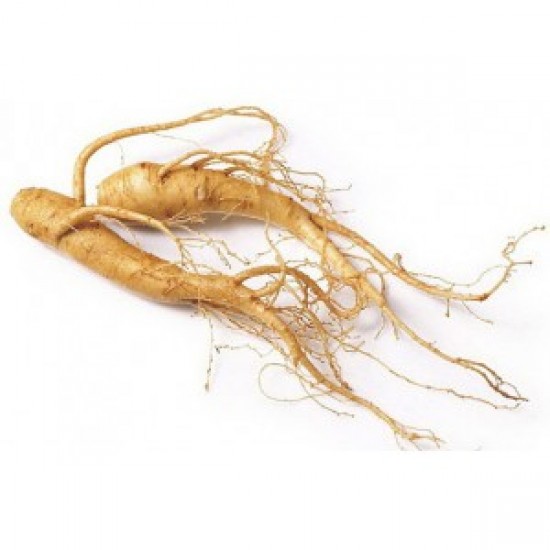 Ginseng Kökü (kırmızı kore ginsengi,Panax ginseng)